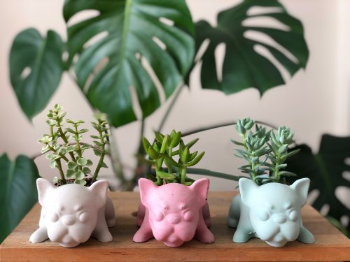 Frenchie Planter with succulent 