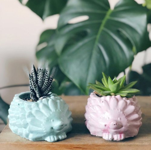 Hedgehog Planter with Succulent 