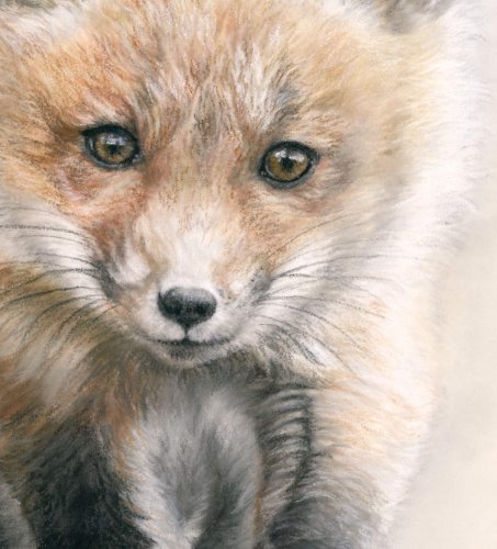 Fox kit pastel drawing