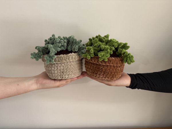 Potted Ferns