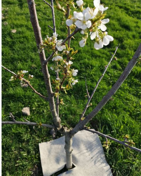 Wool,Grown Tree Mats