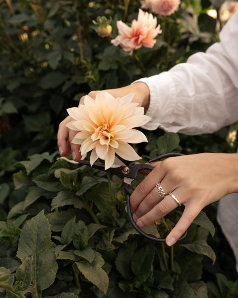 Samantha-Jane Crawford