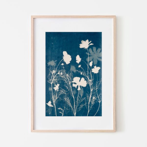 Cosmos in Bloom